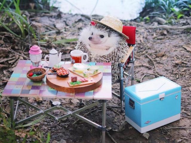 Bạn trẻ - Cuộc sống - Chàng "Nhím" Nhật Bản nổi tiếng như minh tinh trên Instagram