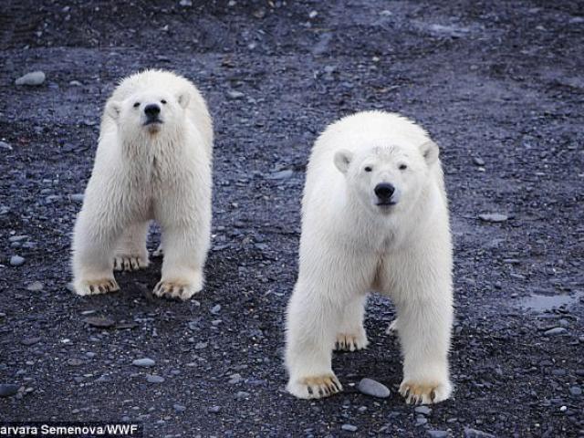 Thế giới - “Băng đảng” 20 gấu Bắc Cực vây hãm ngôi làng Nga