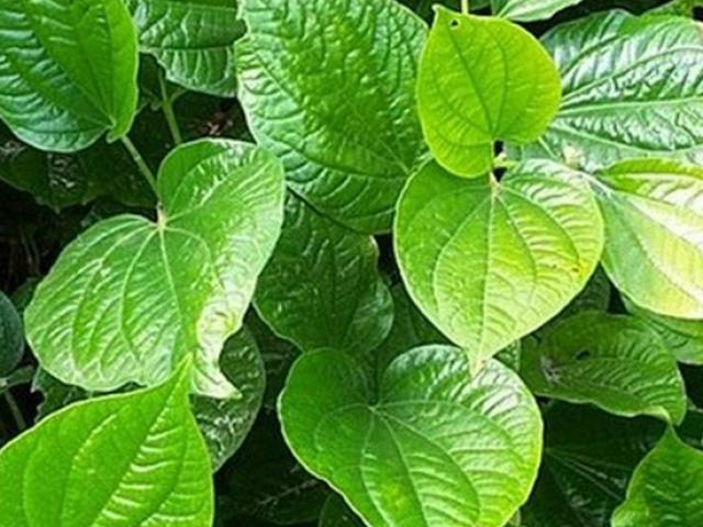 Sức khỏe đời sống - Cách chữa bệnh đổ mồ hôi chân tay bằng lá lốt cực hiệu quả