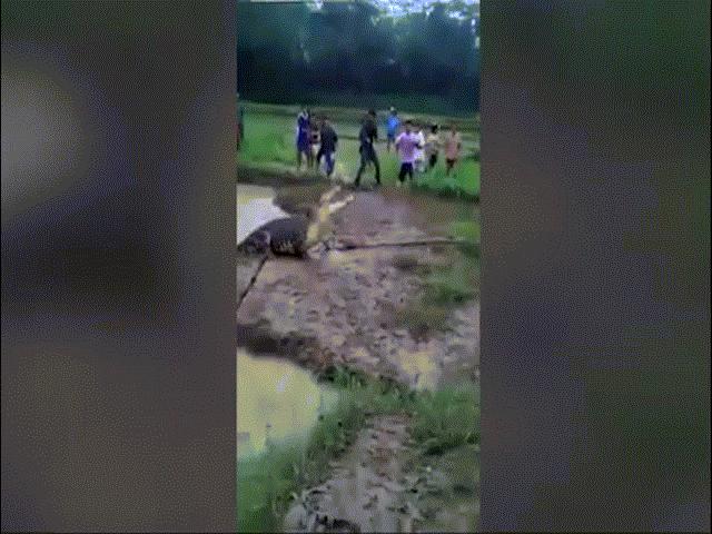 Thế giới - Cá sấu khổng lồ lên bờ đuổi dân làng Indonesia chạy "rẽ đất"