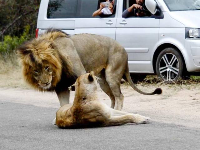 Sư tử ngang nhiên làm ”chuyện ấy” trên đường gây ách tắc giao thông