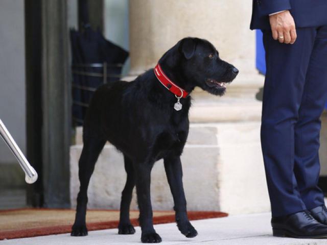 Chó cưng của tổng thống Pháp làm 3 quốc vụ khanh "bó tay"