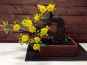 Bạn sẽ  " sốc "  khi biết cây mai bonsai này thực sự là gì