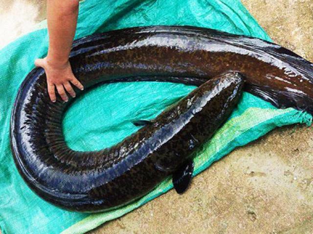 Tin tức trong ngày - Câu được cá chình khủng ở lòng hồ thủy điện