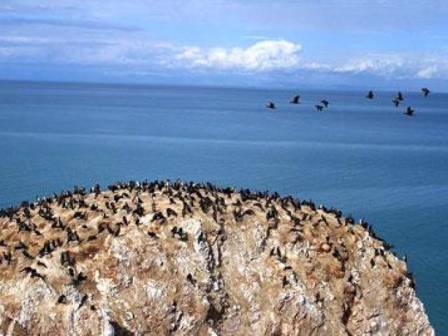 Tài chính - Bất động sản - Chuyện lạ: Cường quốc làm giàu nhờ... phân chim