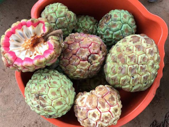 Thị trường - Tiêu dùng - Hà Thành ăn lạ: Na rừng "khủng" nặng tới 4kg - quà rừng cho đàn ông, tiền triệu/quả