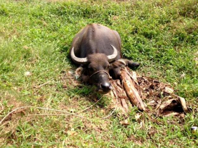 Tin tức trong ngày - Hi hữu: Gần chục con trâu non bị kẻ lạ mặt cắt đứt gân