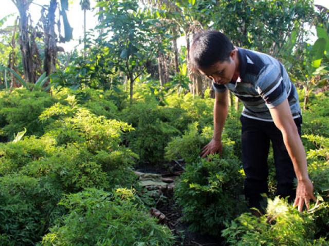 Thị trường - Tiêu dùng - Thu tiền tỷ từ bán lá, thân và củ đinh lăng, lại lo dân đổ xô trồng