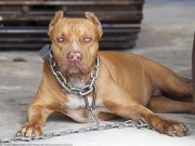 Thế giới - Úc: Nuôi chó pit bull, bỗng một ngày bị chó cắn đến chết