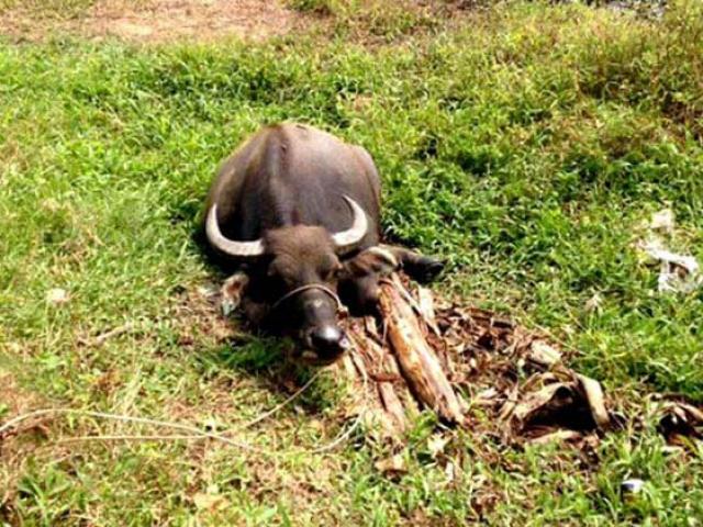 Pháp luật - Giấu 34 kg thuốc nổ trong nhà