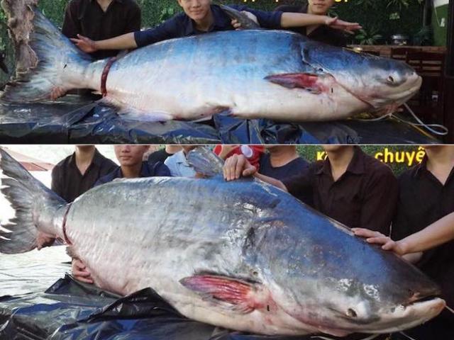 Tin tức trong ngày - “Thủy quái” sông Mê Kông gần 2 tạ “bay” về Đà Nẵng lúc nửa đêm