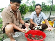 Thị trường - Tiêu dùng - Kiếm vài triệu/ngày nhờ cho tôm, cua, sò huyết ở chung 1 ao