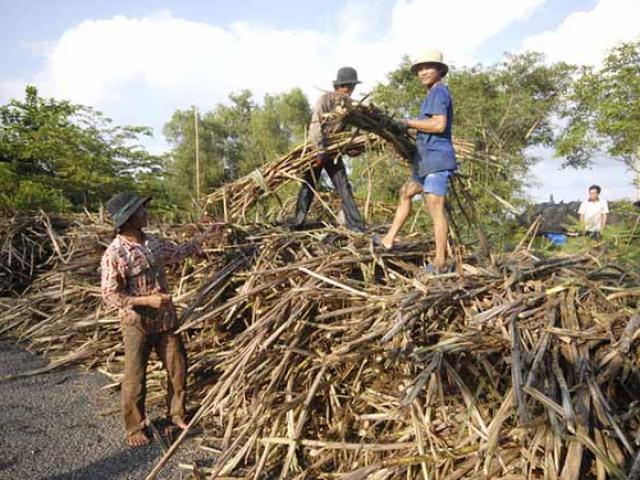 Thị trường - Tiêu dùng - Lũ và triều cường đang đe dọa ruộng mía ở ĐBSCL