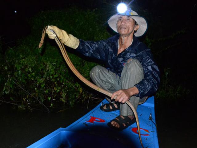 Thị trường - Tiêu dùng - “Bí kíp” săn rắn và chuột đồng mùa lũ