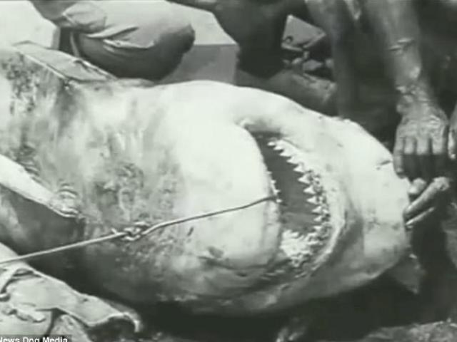 Thế giới - Video đầu tiên thế giới quay cảnh người săn cá mập dưới biển