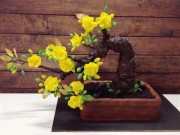 Ẩm thực - Cách làm lòng heo &quot;bá đạo&quot; và cây mai bonsai nóng nhất cộng đồng mạng tuần qua