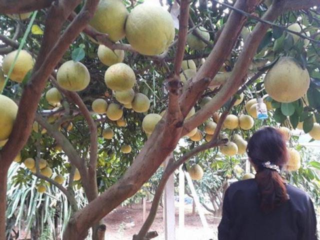 Thị trường - Tiêu dùng - Mãn nhãn vườn bưởi đỏ 40.000 quả thơm lừng, "khủng" nhất đất Mường