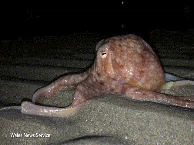 Phi thường - kỳ quặc - Video: Đội quân bạch tuộc lên bờ, bò lổm ngổm trên bãi biển