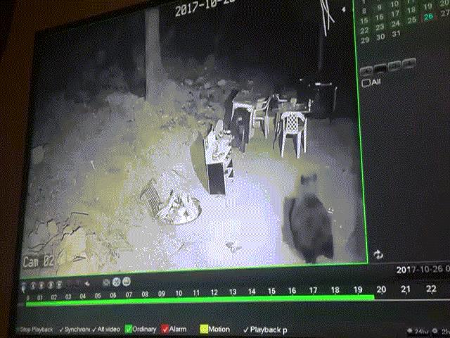 Thế giới - Mỹ: Gấu đen mò vào nhà ban đêm, bị chó đuổi "chạy té khói"