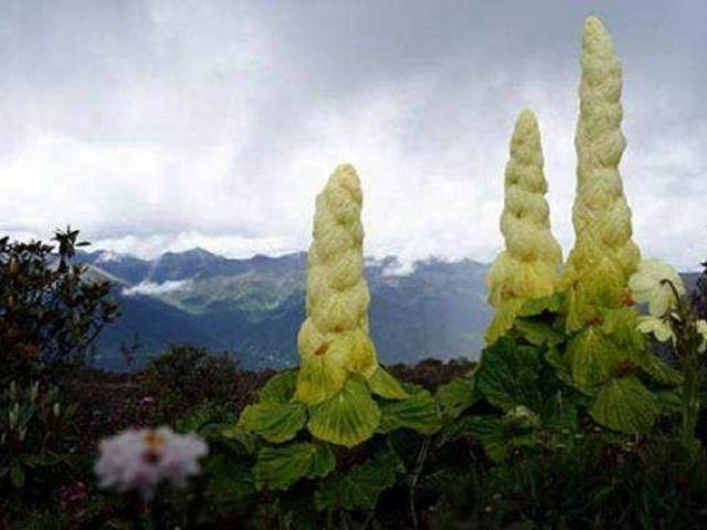 Thị trường - Tiêu dùng - Lạ lùng giống cải thảo cao 2 mét, giá tiền triệu một cân