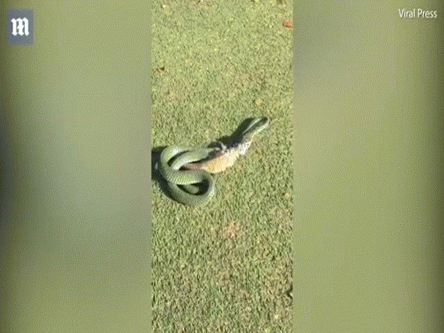 Thế giới - Rắn vật lộn nuốt kì đà to gấp nhiều lần cơ thể