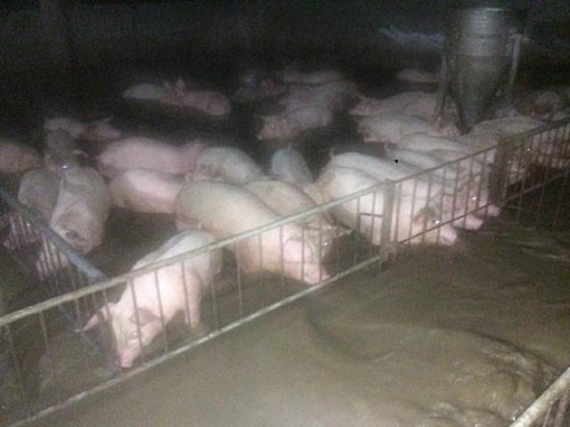 Tin tức trong ngày - Khánh Hòa: Khóc nghẹn nhìn lũ cuốn hàng trăm con heo