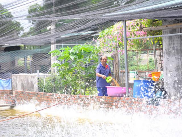 Thị trường - Tiêu dùng - Thu nửa tỷ mỗi năm nhờ "học lỏm" cách nuôi tôm