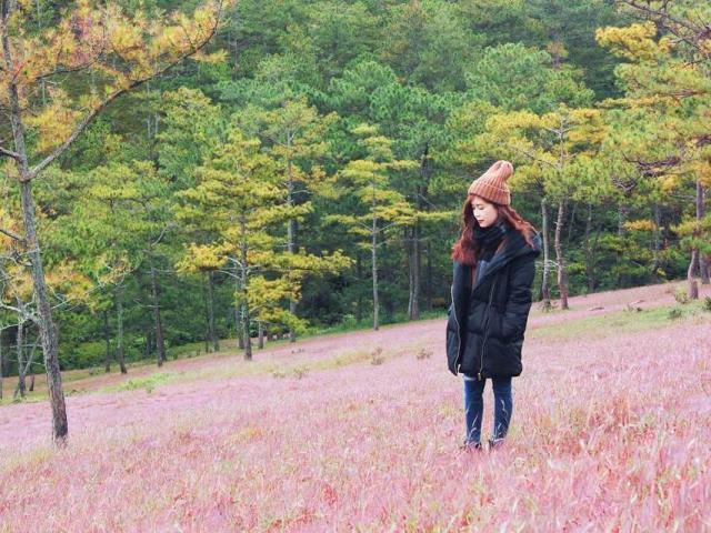 Du lịch - Tới Đà Lạt "check-in" đồi Cỏ Hồng đẹp hút hồn