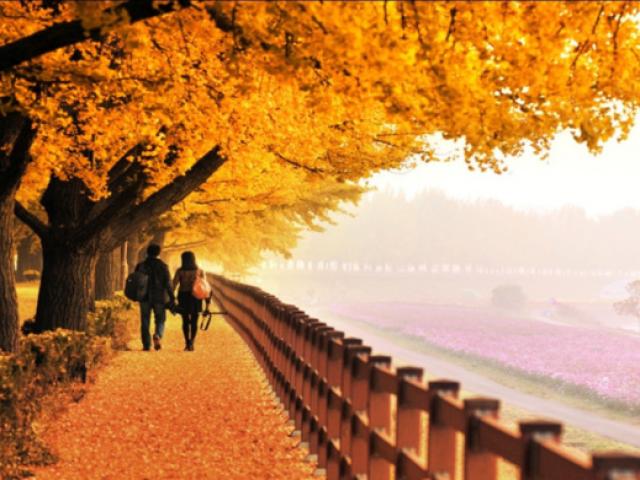 Du lịch - Thu về khắp ngõ ngách Hàn Quốc rồi, xách vali lên và đi thôi!