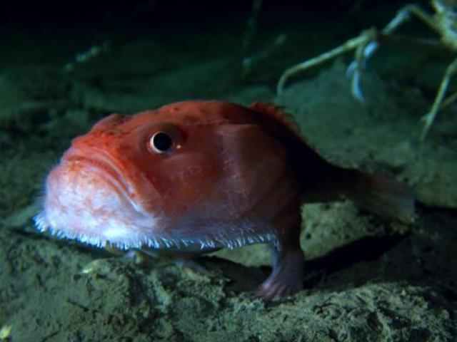 Phi thường - kỳ quặc - Sửng sốt phát hiện cá có chân đang “đi dạo” dưới đáy biển