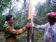 Thị trường - Tiêu dùng - Cận cảnh: Hàng trăm ha “vàng trắng” gãy đổ hàng loạt sau bão số 12