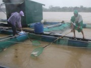 Tin tức trong ngày - Chùm ảnh: Thủy điện xả lũ, cá nuôi chết trắng lồng