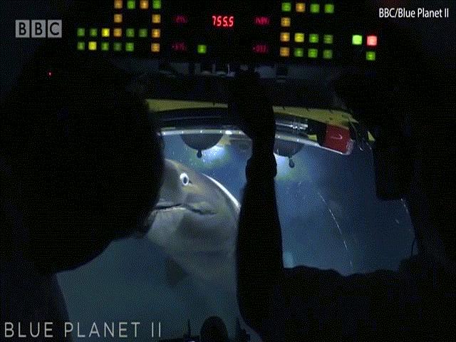 Thế giới - Cá mập đâm nứt kính tàu ngầm vì tưởng kẻ tranh ăn