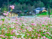 Du lịch - Vi vu Hà Giang ngắm mùa hoa tam giác mạch nở đẹp ngất ngây