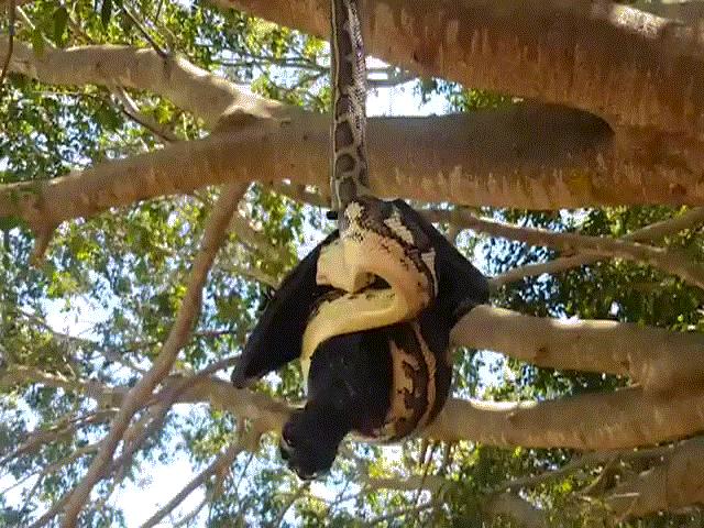 Thế giới - Dơi khổng lồ chết, móng vuốt vẫn khiến trăn chịu thua