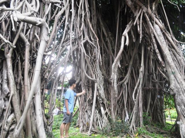 Tin tức trong ngày - Ngắm những "cây thần", tiền tỷ cũng không mua nổi ở SG