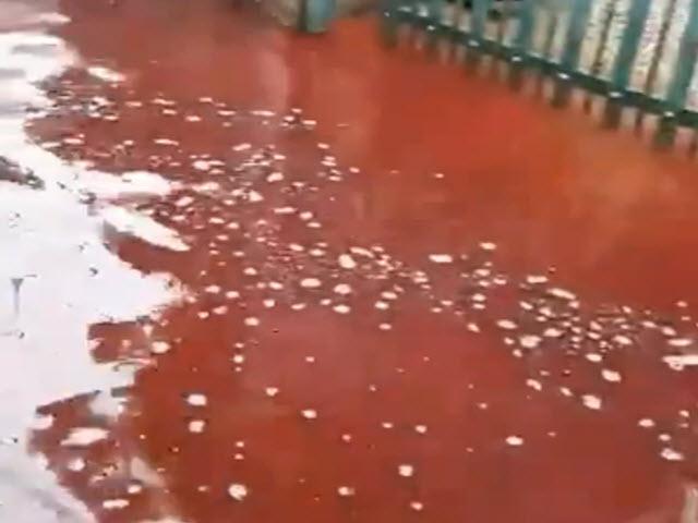 Tin tức trong ngày - Clip: Rùng mình máu động vật từ các lò mổ gây ngập lụt khu dân cư