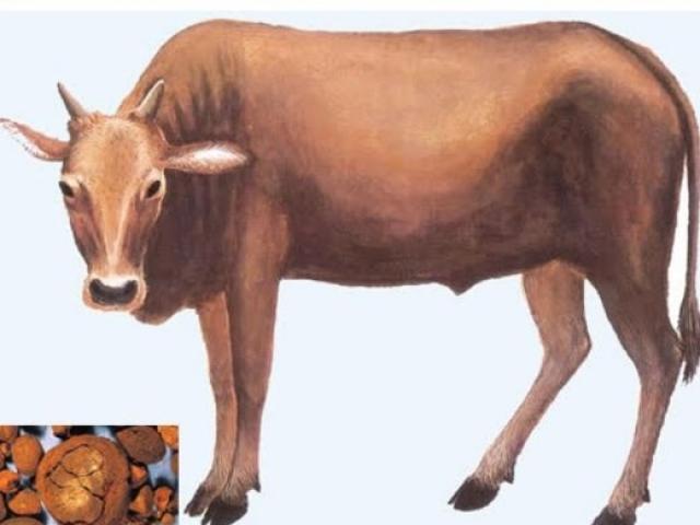 Sức khỏe đời sống - Thực hư sỏi mật trâu, bò trị được bách bệnh?