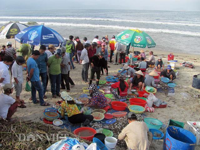 Sau bão số 12, ngư dân Đà Nẵng trúng đậm lộc biển, kéo lưới mỏi tay
