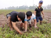 Tin tức trong ngày - Lội đồng săn con gặm nhấm, trai Thủ đô kiếm tiền triệu mỗi ngày