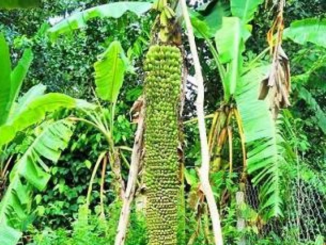 Tin tức trong ngày - Kỳ lạ buồng chuối dài 2m trổ hơn 200 nải
