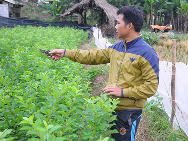 Thị trường - Tiêu dùng - Bỏ lúa, làm ghép cây, 8X kiếm hàng trăm triệu/năm