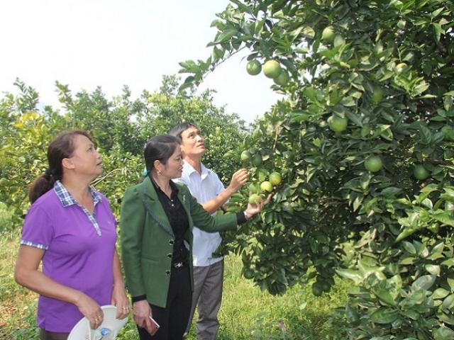 Thị trường - Tiêu dùng - Ngỡ ngàng vườn cam thu 4 tỷ/vụ của "vua cam V2"