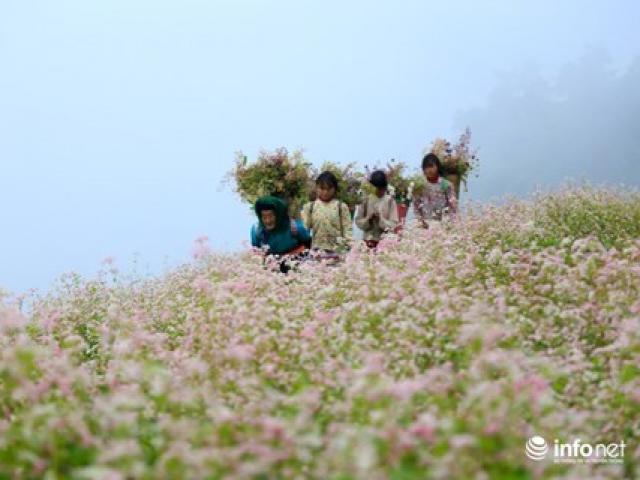 Du lịch - Sắp diễn ra lễ hội hoa tam giác mạch 2017
