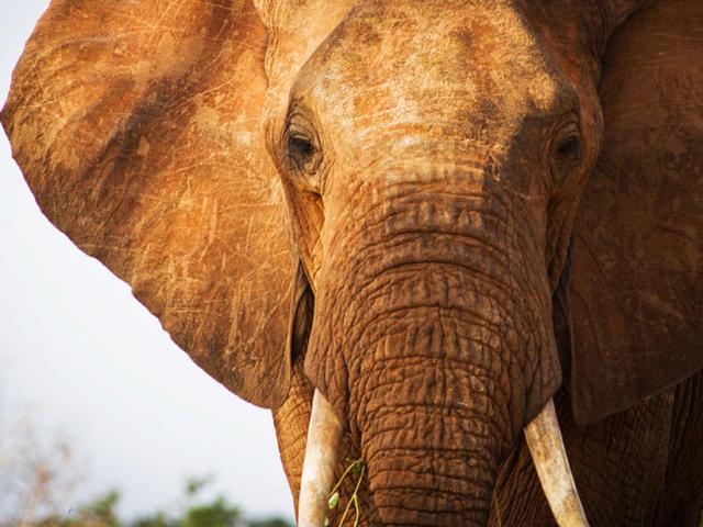 Thế giới - Đến gần chụp ảnh, bị voi châu Phi truy đuổi, giày chết