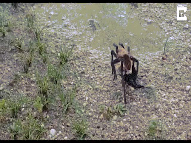 Thế giới - Nhện khổng lồ "mất điện" khi gặp ong bắp cày bé bằng 1 nửa