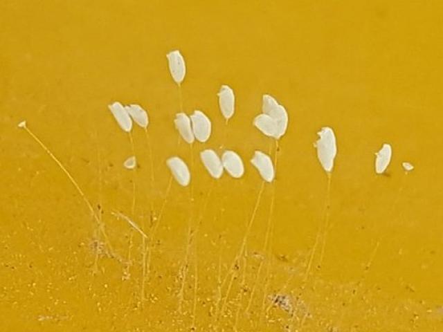 Tin tức trong ngày - Phát hiện sinh vật nghi hoa Ưu Đàm ở đường lên Tây Thiên - Tam Đảo