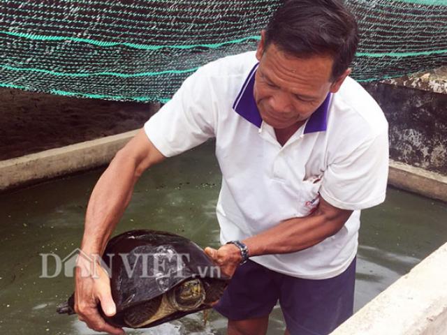 Lão nông miền Tây nuôi hàng trăm con rùa “khủng”, bán tiền triệu/con