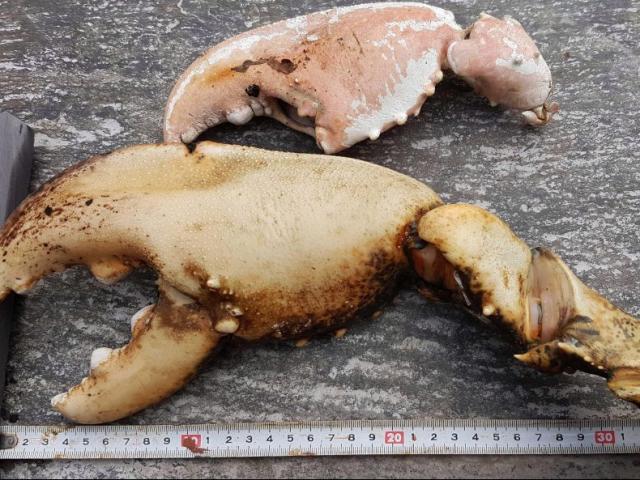 Thế giới - Vớt được càng tôm hùm khổng lồ "có thể bẻ gãy tay người"