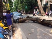 Tin tức trong ngày - Không mưa bão, cây cổ thụ bất ngờ đổ trúng &quot;xế hộp&quot;, tài xế suýt chết